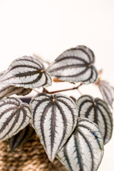 Peperomia turboensis